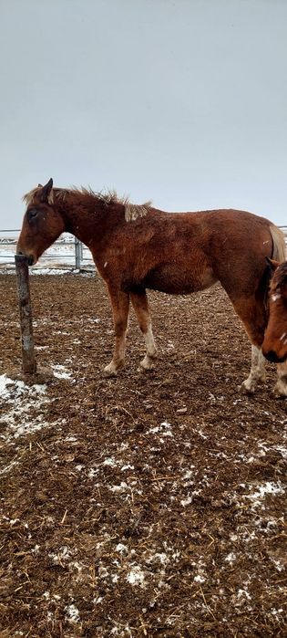 Продам тайчиков на соғым 600