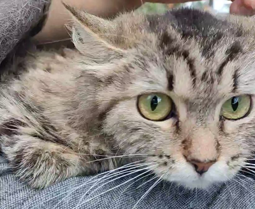 Кошка, пушистая, стерилизованая