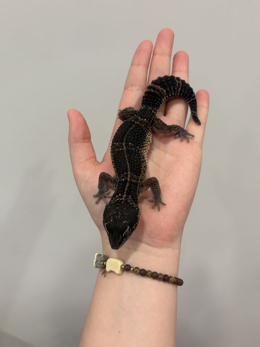 Самка Блек Найт эублефар