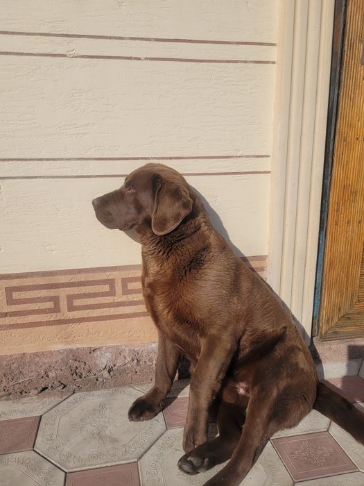 Вязка собак кабель