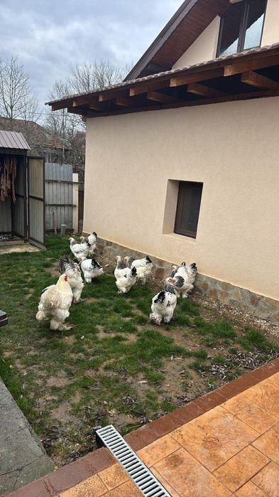 Familie gaini Brahma