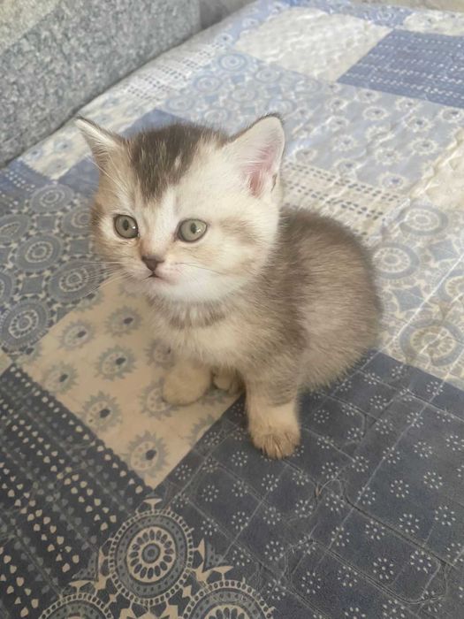 КОТЯТА Скоттиш-Страйт Вислоухие Скоттиш-Фолд