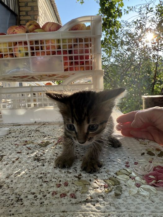 Отдам котят в добрые руки