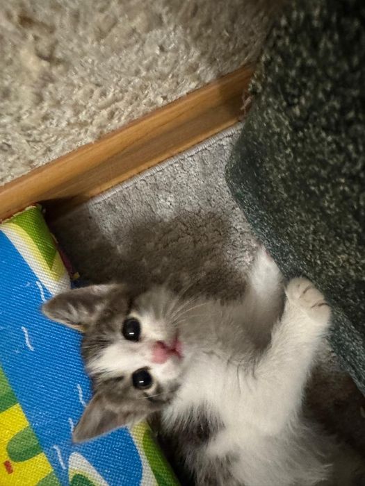Котёнок в добрые руки, отдадим