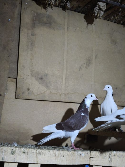 Шракахосты Ақ бас Сатылады