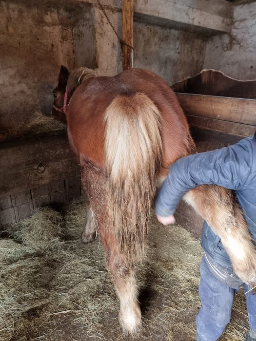Vând o minza mondiala de 8 luni