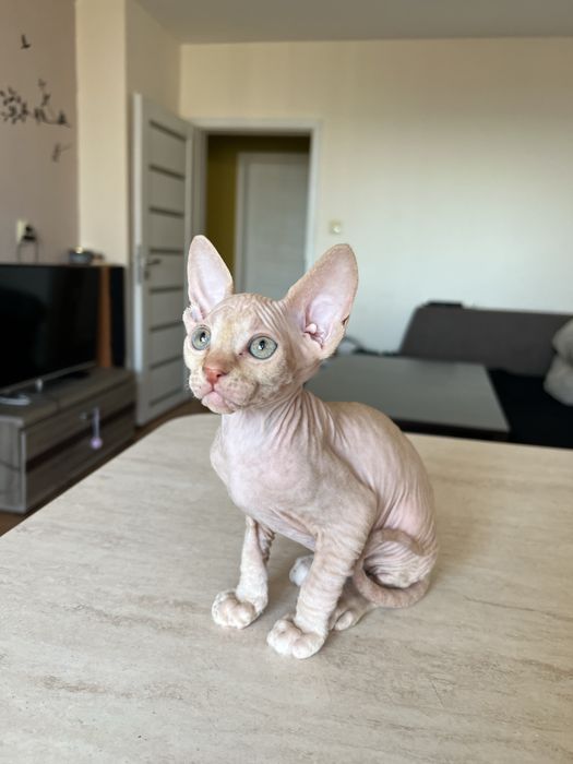 Мъжко коте сфинкс