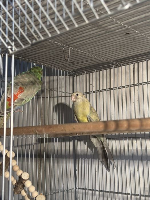 Toti xammasi qafaslari blan xammasi ozni pari blan tayyor