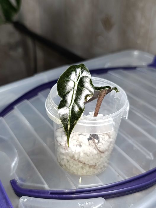 Цветы.Алоказия Полли фергана