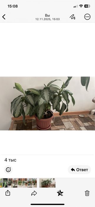 Срочно продам домашние цветы