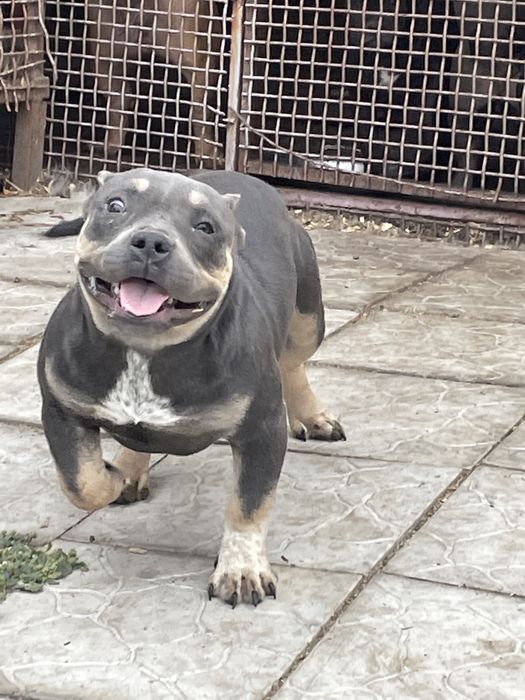 Американский булли