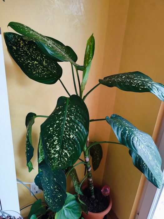 Декоративно растение Дифенбахия