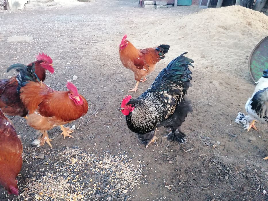 Vand cocosi rasa Brahma potarnichiu