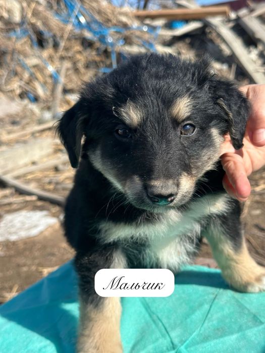 Щенки в добрые руки