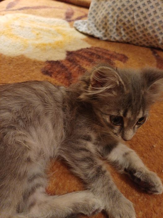 Пристраивается котенок