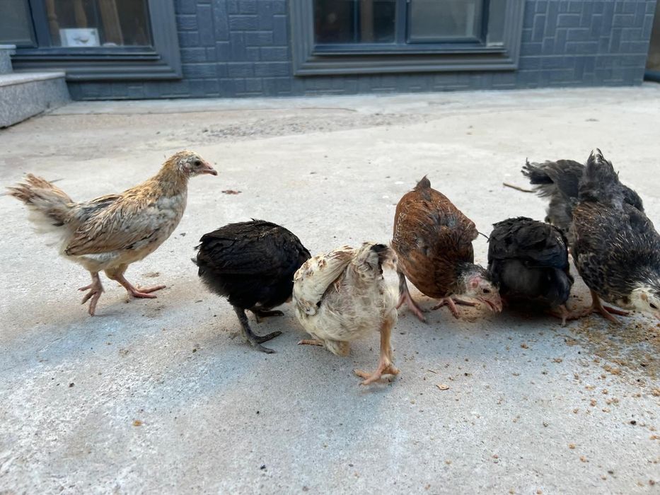 Продам домашних цыплят