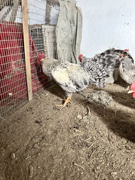 Борковсая барвиста