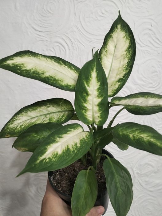 Комнатные растения.