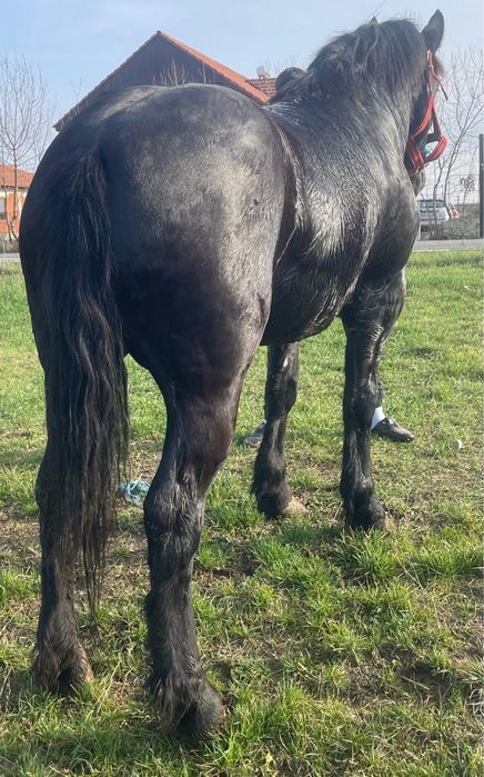 Vand doua manze forte cuminti un an jumate ambele