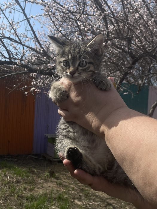 Котенок мальчик ищет семью