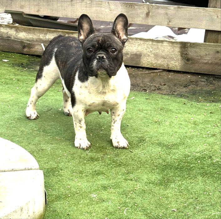 Femela buldog francez