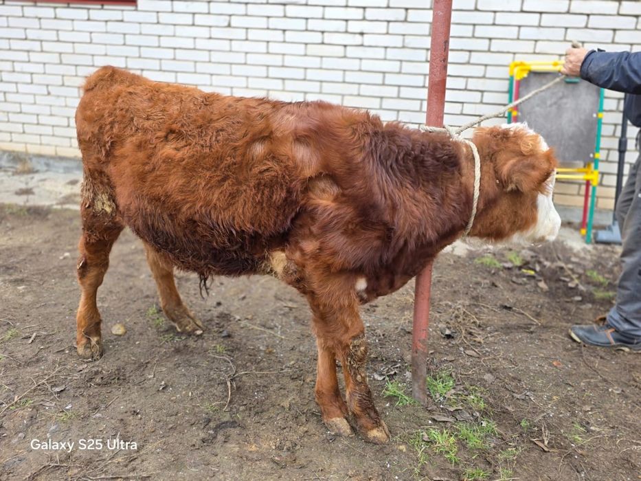 Бык. Бұқа. Кестірілмеген.  7-8 айлық. Сатылады.