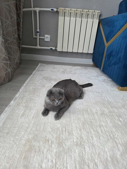 Домашняя кошка хороший