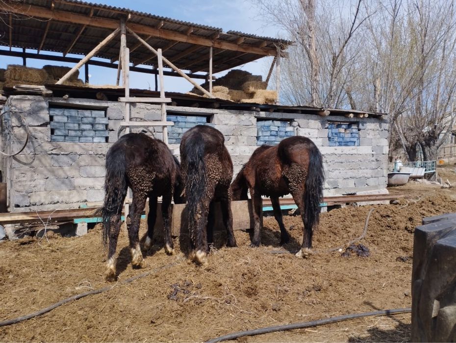 Тайлар  сатылады