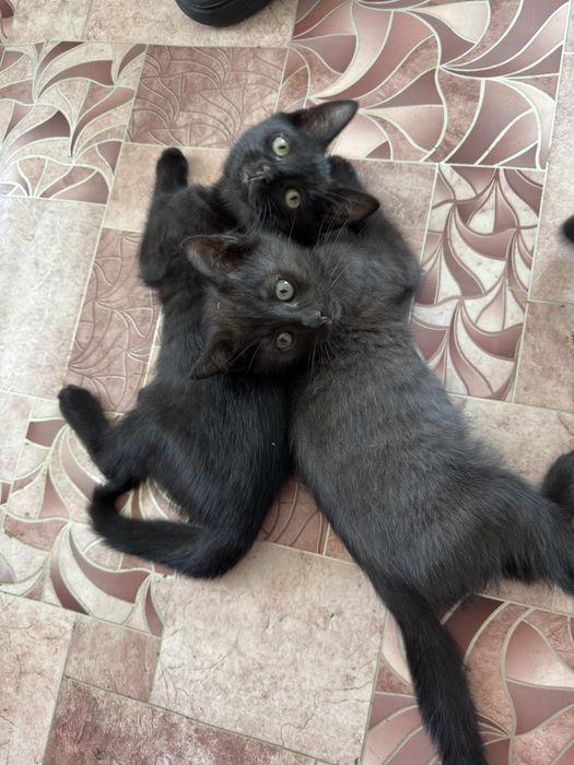 Котята бесплатно