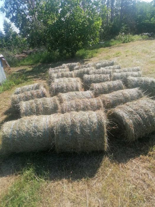 Baloți de trifoi