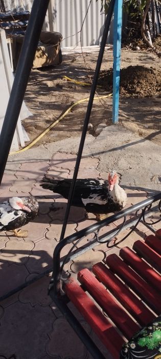 Гоз цесарка индаутка сотилади