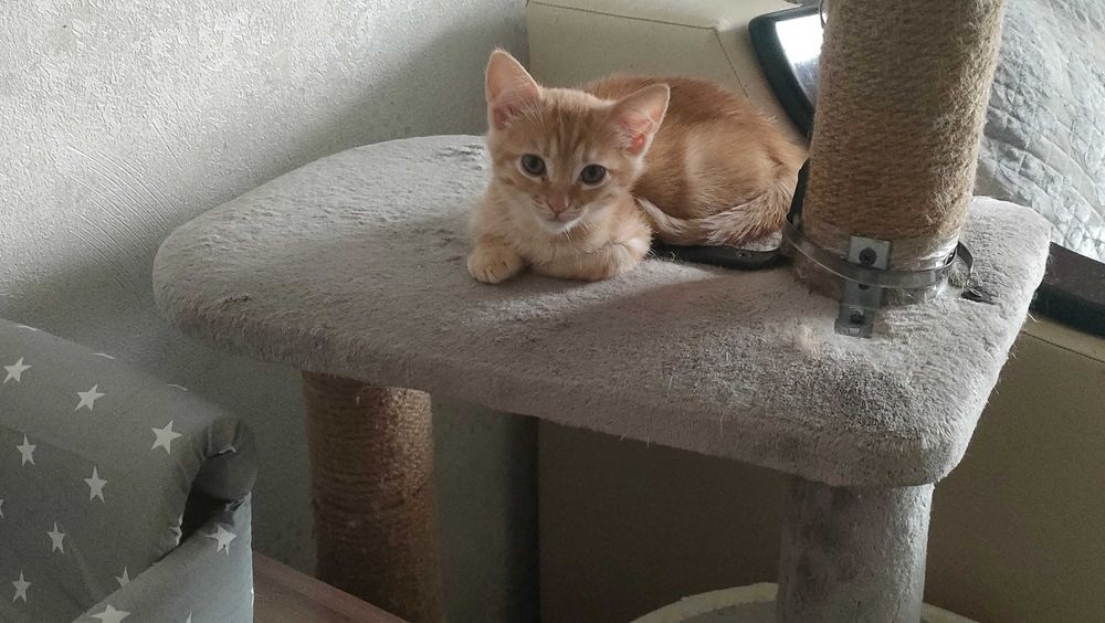 Любимый животный мирок