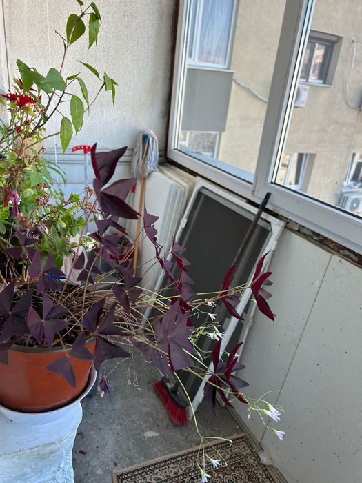 Apartament 3 camere decomandat , Sector 3 , Nicolae Grigorescu,1984