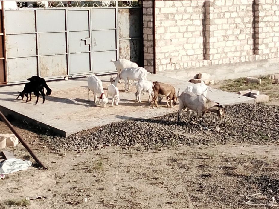 Ешкі сүтті  бар 500000