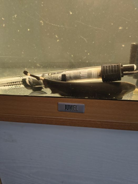 Ancistusi  pește Fantoma si discusi