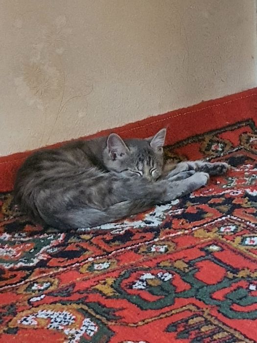 Mushik orgatilingan bemalol