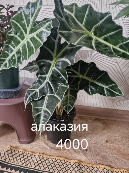 Бөлме гұлдері Актау