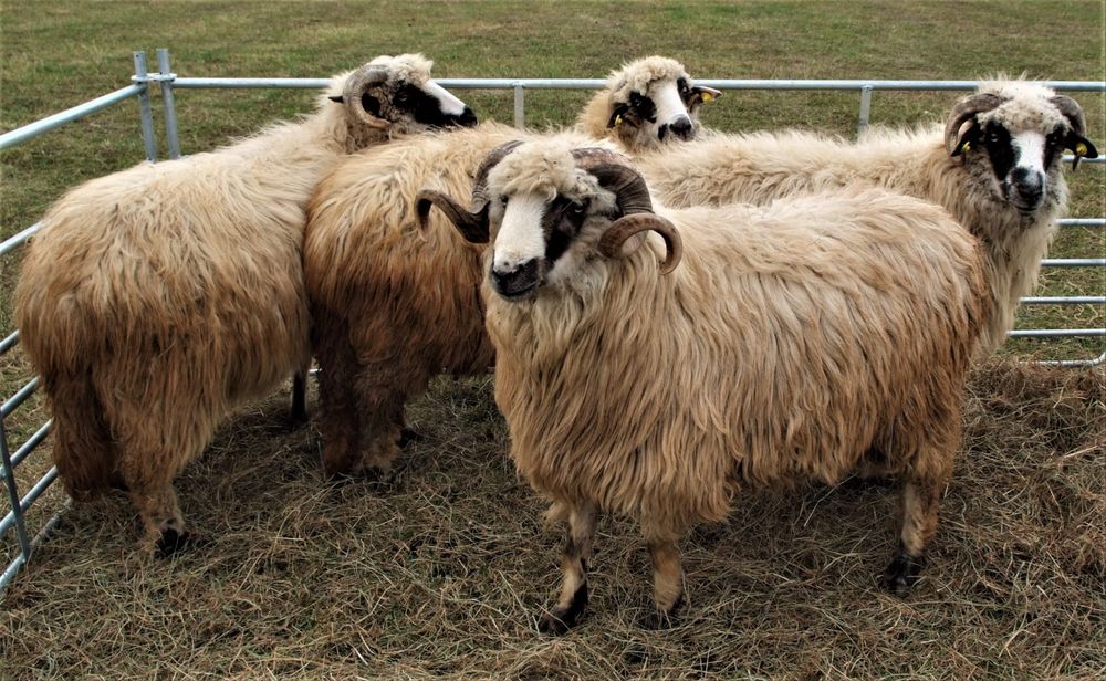 Vând 2 cârlani in carcasă