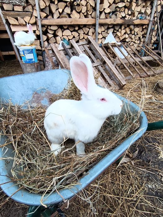 Iepuri  Hycole francez