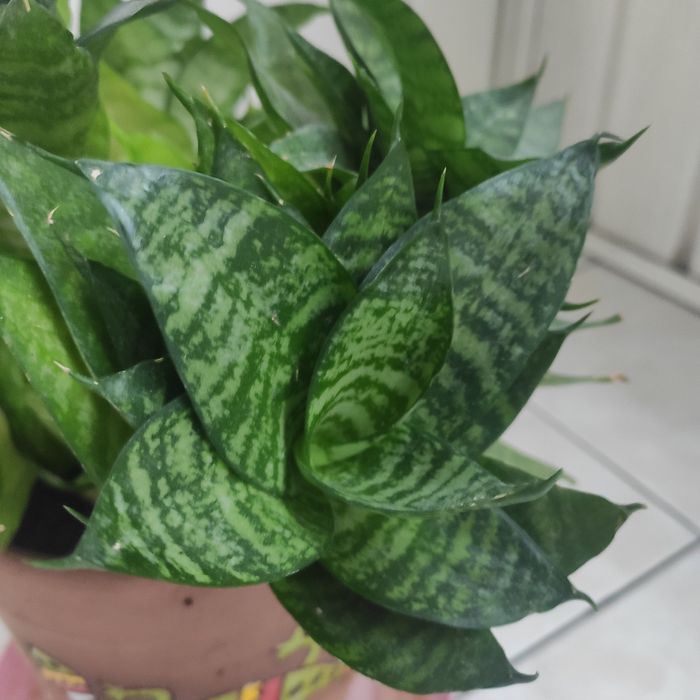 сансевьера кактусы   алоэ