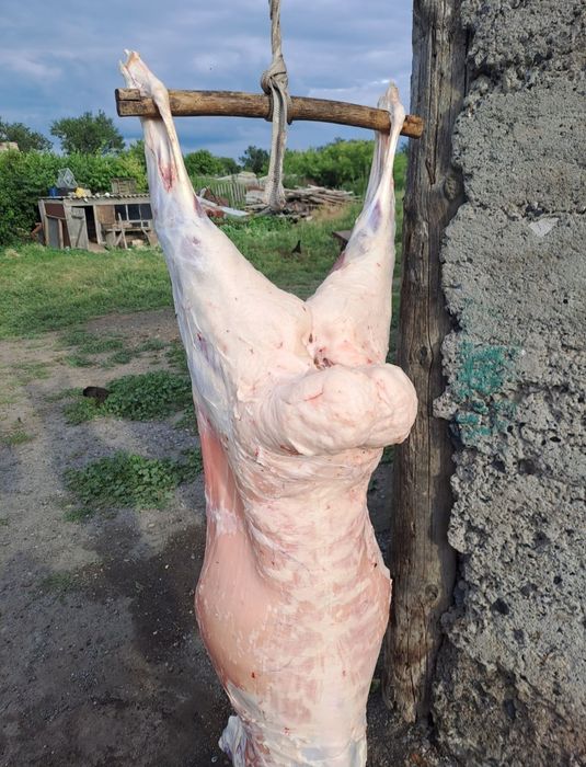 Продам свежее мясо баранины!