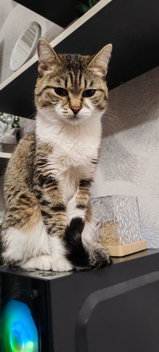 Пристраивается красивая кочечка