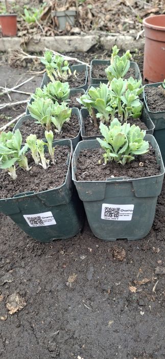 Многолетние цветы Очиток