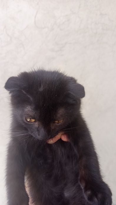 Вислоухая кошка черная