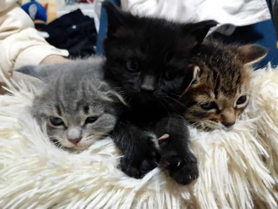 Отдам бесплатно котенка