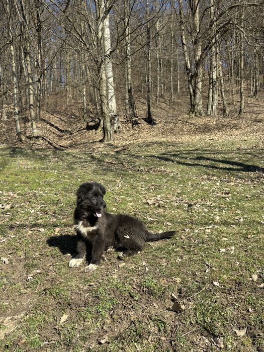 Ciobanesc corb mascul