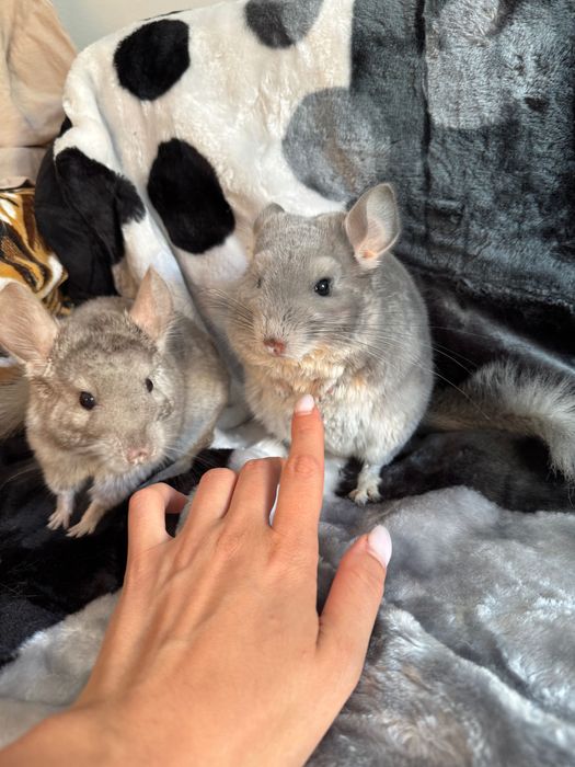 Chinchilla de vanzare