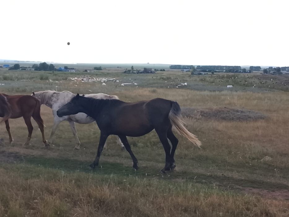 Продам кобылу четырех летка.