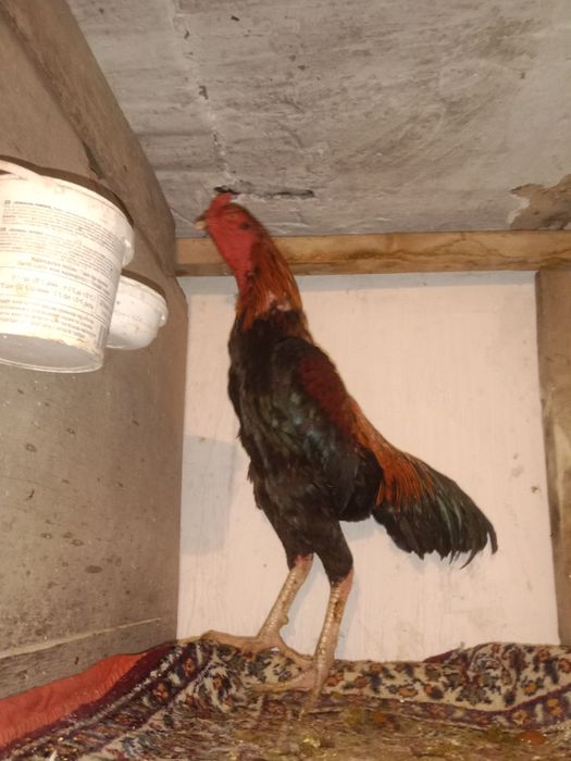 бойцовский дакан