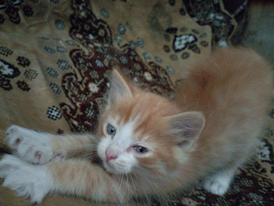 отдам котят в добрые руки!!
